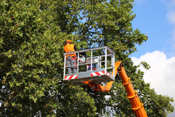 How Our Tree Care Process Works  in  Boles Acres, NM