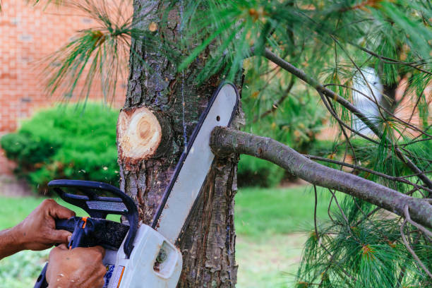 Professional Tree Services in Boles Acres, NM